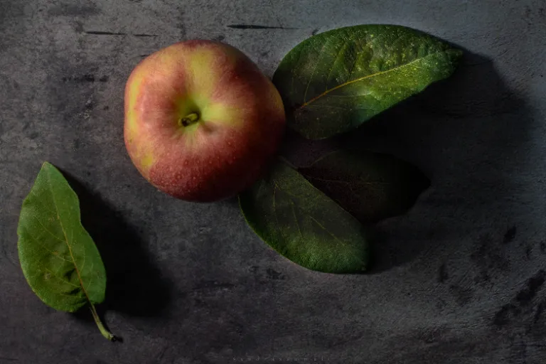 Still-Life Photography